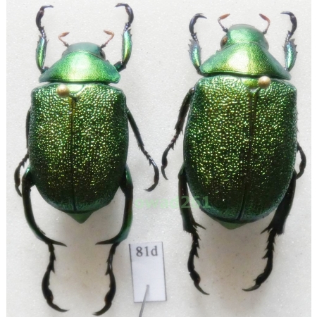 Chrysophora chrysochlora (Latreille, 1811) pair 28mm Peru81d